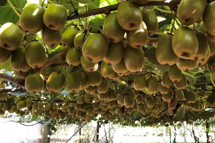 تولید و صادرات میوه کیوی