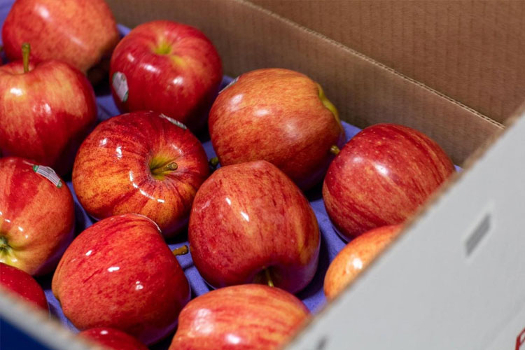 نکات صادرات سیب
