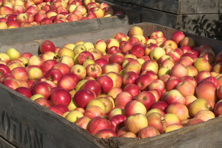 انواع سیب صادراتی‌